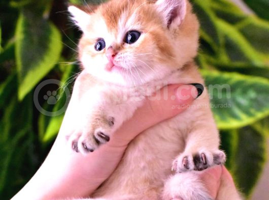 British Longhair-Shorthair Rezervasyona Açık Yavrular görsel