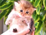 British Longhair-Shorthair Rezervasyona Açık Yavrular