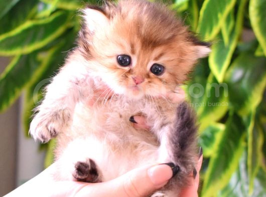 British Longhair-Shorthair Rezervasyona Açık Yavrular görsel