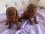 Orijinal Kore Kan Poodle Dan Toy Poodle
