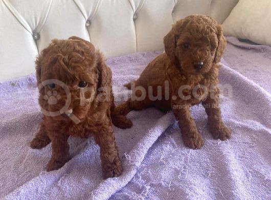 Orijinal Kore Kan Poodle Dan Toy Poodle görsel