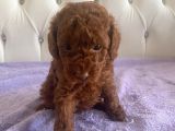 Orijinal Kore Kan Poodle Dan Toy Poodle