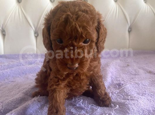 Orijinal Kore Kan Poodle Dan Toy Poodle görsel