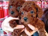 Toy Poddle