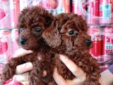 Toy Poddle