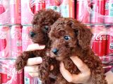 Toy Poddle