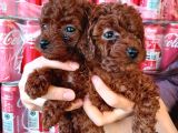 Toy poddle