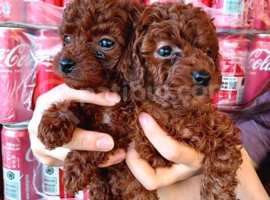 Toy Poddle