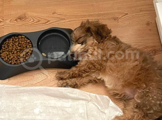 Morkie Yavrumuzu Sahiplendiriyoruz görsel
