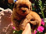 Muhteşem Kilo Garantili Poodle Yavrularım 