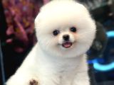 Efsane Güzellikte pomeranian boo