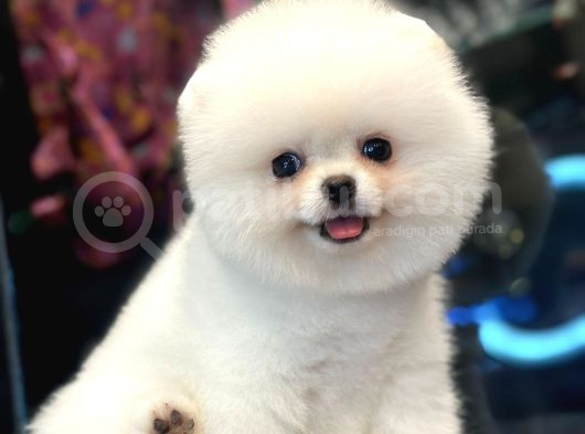 Efsane Güzellikte Pomeranian Boo