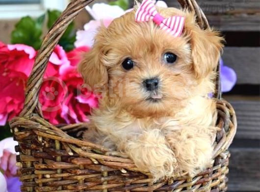 Maltipo Cinsi Yavrular Kahve Tonlu Mini Boy Puppy 