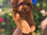 Muhteşem Kilo Garantili Poodle Yavrularım 