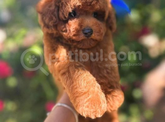 Muhteşem Kilo Garantili Poodle Yavrularım  görsel