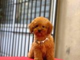 Tooy Poodle Cinsi Yavrular Dişi Erkek Mevcuttur 