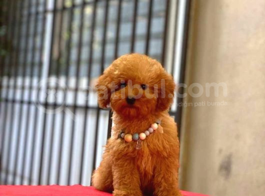 Tooy Poodle Cinsi Yavrular Dişi Erkek Mevcuttur  görsel