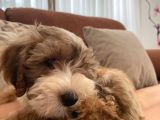 Morkie yavrumuzu sahiplendiriyoruz