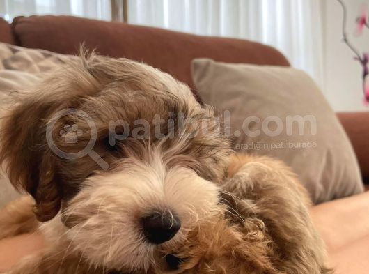 Morkie Yavrumuzu Sahiplendiriyoruz
