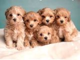 Maltipo Cinsi Yavrular Kahve Tonlu Mini Boy Puppy 