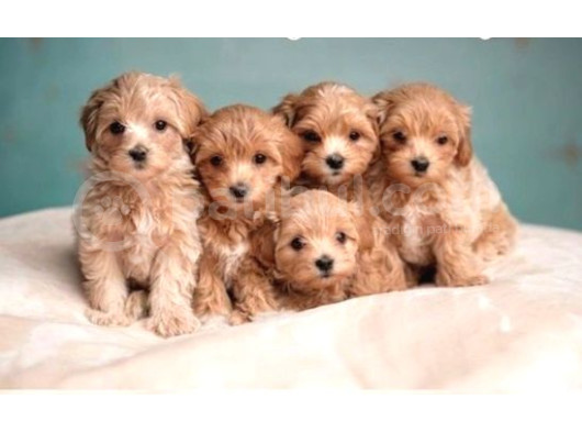 Maltipo Cinsi Yavrular Kahve Tonlu Mini Boy Puppy  görsel