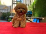 Tooy poodle cinsi yavrular Dişi erkek mevcuttur 