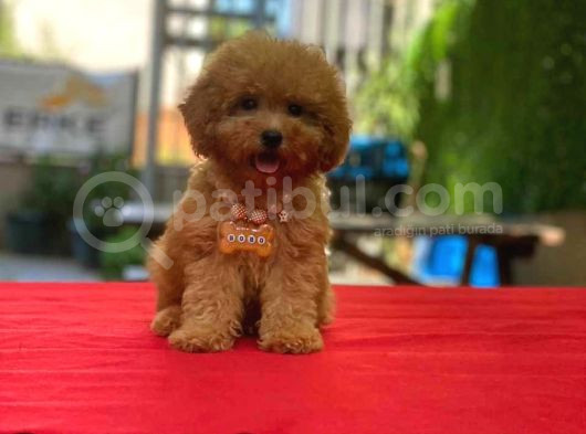 Tooy Poodle Cinsi Yavrular Dişi Erkek Mevcuttur 