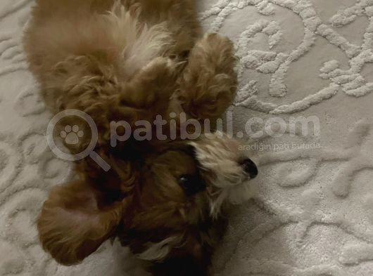 Morkie Yavrumuzu Sahiplendiriyoruz görsel