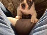 11 Aylık Aşıları Tam Erkek French Bulldog