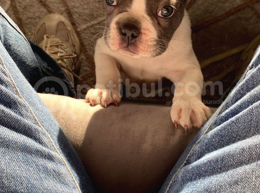 11 Aylık Aşıları Tam Erkek French Bulldog görsel