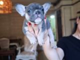 Safkan French Bulldog Bebekler