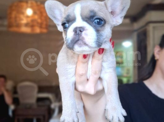 Safkan French Bulldog Bebekler görsel