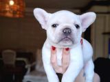 SAFKAN FRENCH BULLDOG BEBEKLER