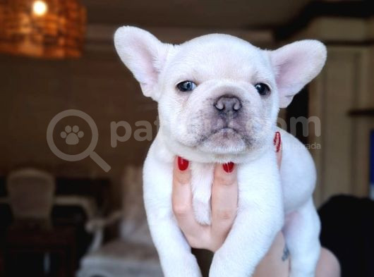 Safkan French Bulldog Bebekler