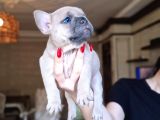 Safkan French Bulldog Bebekler