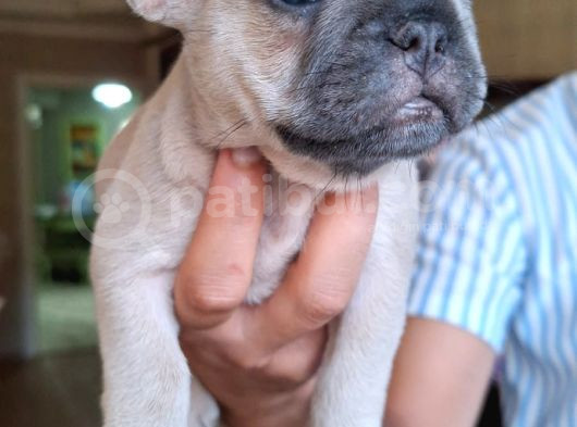 Safkan French Bulldog Bebekler görsel