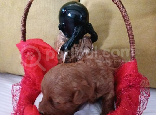 Red Brown Dişi Ve Erkek Toypoddle Yavruları görsel