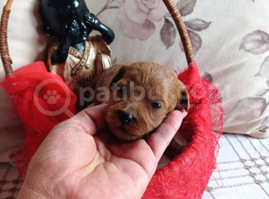 Red Brown Dişi Ve Erkek Toypoddle Yavruları görsel