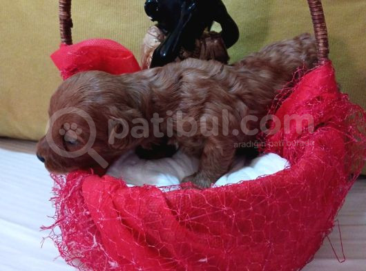 Red Brown Dişi Ve Erkek Toypoddle Yavruları görsel