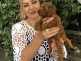 Efsane Oyuncu Sevimli Toy Poodle Yavrularımız