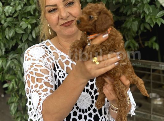 Efsane Oyuncu Sevimli Toy Poodle Yavrularımız görsel