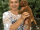 Efsane Oyuncu Sevimli Toy Poodle Yavrularımız