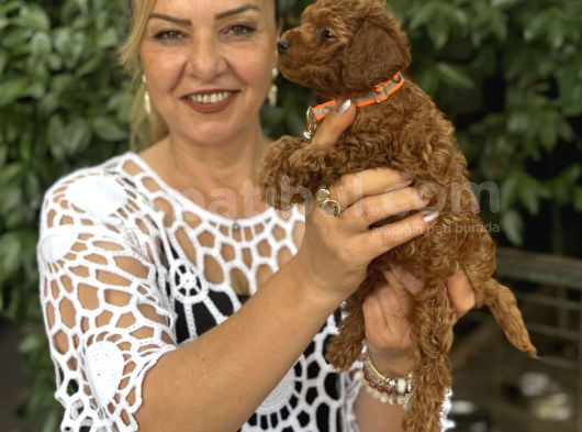 Efsane Oyuncu Sevimli Toy Poodle Yavrularımız görsel