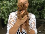 Efsane Oyuncu Sevimli Toy Poodle Yavrularımız