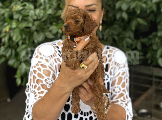 Efsane Oyuncu Sevimli Toy Poodle Yavrularımız görsel