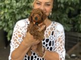 Efsane Oyuncu Sevimli Toy Poodle Yavrularımız