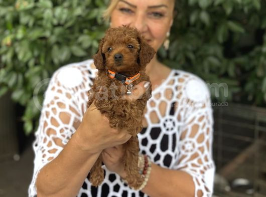 Efsane Oyuncu Sevimli Toy Poodle Yavrularımız görsel