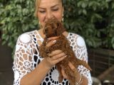 Efsane Oyuncu Sevimli Toy Poodle Yavrularımız
