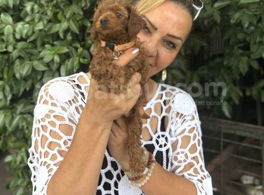 Efsane Oyuncu Sevimli Toy Poodle Yavrularımız görsel