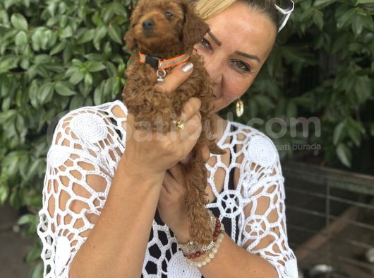 Efsane Oyuncu Sevimli Toy Poodle Yavrularımız görsel